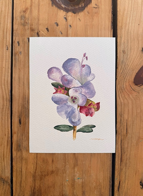 Farigola